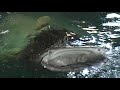 Feeding a Whale Shark