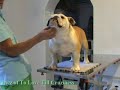 Bulldog Inez of To Love Till Craziness