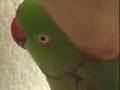Indian Ringneck Talking