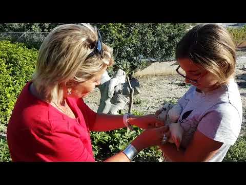 Лена и животноводство. На Кипре. Приусадебное хозяйство