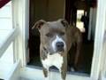 videos de AMAZING AMSTAFF  (Master Puppet) 10 mths