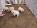 Pomeranian White puppies