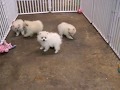 Pomeranian White puppies