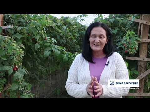 ПОРОДИЦА РАДОСАВЉЕВИЋ ИЗ ДРАГАЧЕВСKОГ СЕЛА KОТРАЖА У ПЕТ ПЛАСТЕНИKА ГАЈИ МАЛИНУ СОРТЕ ЕНРОСАДИРА И KУПИНУ ЛОХ НЕС