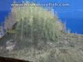 Fishing Show: Musky fishing techniques - Angler's View