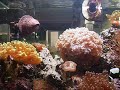 Esse é o aquário marinho do Celo.... mto lindoooooE o Nemo então... uma graça...Eu adoreiiiii 