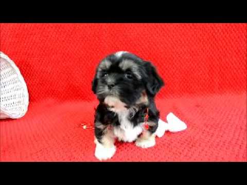Maggie the lhasa apso