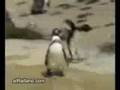 crazy penguin and lazy polar bear