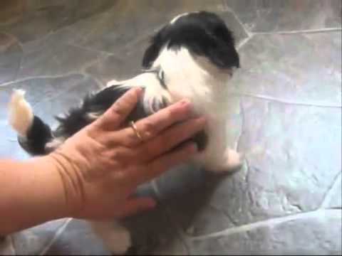 >shih tzu puppies for sale
