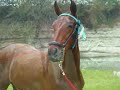 royal eclipse andalusians champion bloodlines foals for sale royal eclipse andalusians champion bloodlines foals for sale