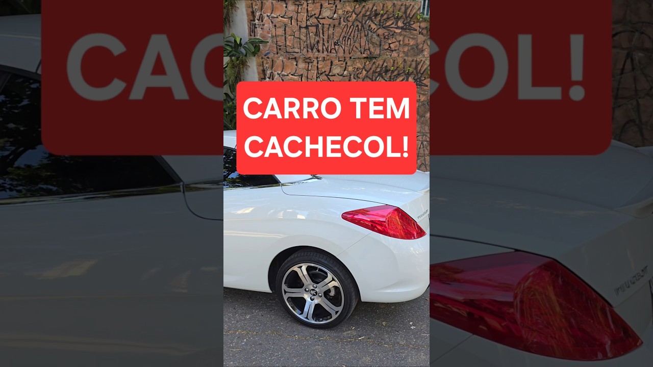 CARRO TEM CACHECOL!!! 😍