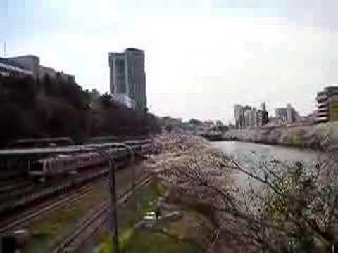 飯田橋　桜並木と中央線