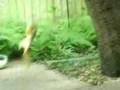 Bungee Squirrel