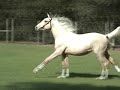 BARBADOS is a 2 y.o. palomino warmblood by German warmblood, Blue Eyed Dream out of Dutch warmblood, Majesta. He has an amazing temperament and should mature around 17.1 hands. He is for sale and details can be found at www.palominowarmbloods.com