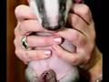 BADGERS