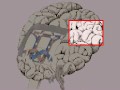 How the Body Works : The Auditory Pathways