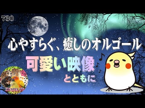動画