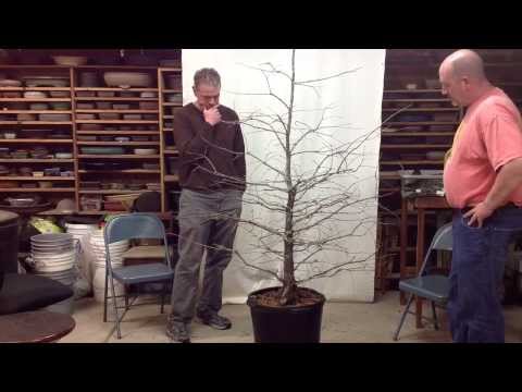 how to collect bald cypress seeds