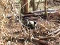 videos de Paintball