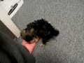 Morkie my Skeeter