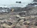 Omer Galapagos