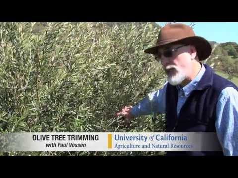 how to olive tree