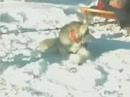 Husky Team Zabljak 2002 Part V