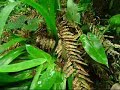Selva Atlántica Brasil