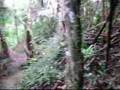 Selva atlántica de Brasil