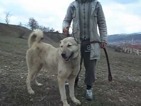 kangal