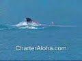 Dolphin torturing Salty dog Dolphin torturing Salty dog