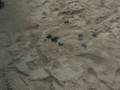 videos de Baby Turtles