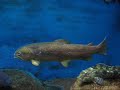 Aqu�rio de Shibukawa