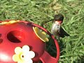 Hummingbird following direction in slow motion Hummingbird following direction in slow motion