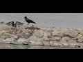 2 wild ducks dance in air EX-F1 600 fps