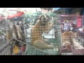Animal trafficking in Indonesia