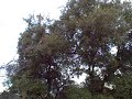 California Quail