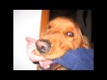 I Will Always Love You