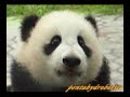 PANDA  ???