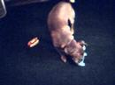 funny dog