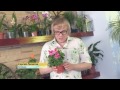 Герань для улучшения зрения. Народная медицина