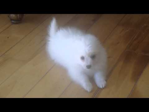 SnowFlake playing with his buddies