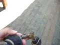 videos de Comet the Wiggling Yellow Lab