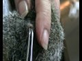 Warble Removal From A Baby Squirrel