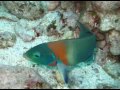 Kona Hawaii Dive Trip