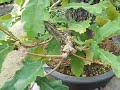 Bonsai - Civil War Era Japanese Tree