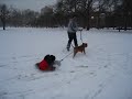 baster pociagowy, pitbull pulling sled with exited ;-) kid ,hehe