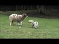 Young lambs like to jump around. We call this behavior 'popcorning'.