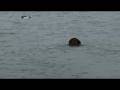 videos de Rye gets a retrieve part 1 of 1 URCARSUX