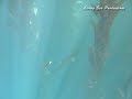 Freediving California White Seabass